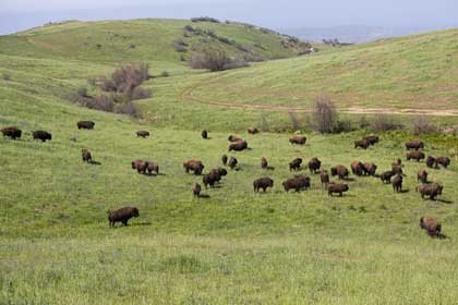 A large bison herd roams Marine Corps Installations West, Marine Corps Base Camp Pendleton on April 6, 2021. Camp Pendleton was given 14 Plains Bison from the San Diego Zoo from 1973-1979. Today, the bison herd consists of approximately 90 individuals. Along with another herd on Santa Catalina Island, the herd on Camp Pendleton is one of only two wild conservation herds of bison in all of California. U.S. Marine Corps photo by Sgt. Dylan Chagnon.